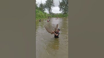 Nơm cá chim khủng