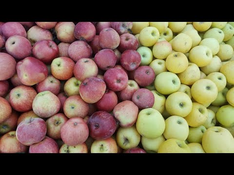 السفينة في بحار تئن فيها الرياح ضاع منها المجداف والملاح