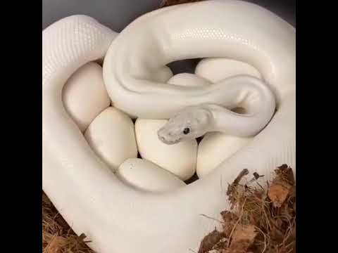 dua pria melihat uler putih raksasa dri atas tebing