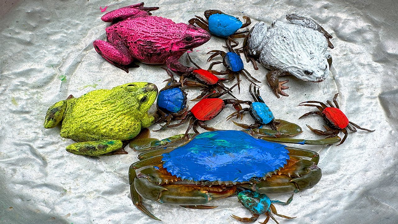 Kem Ốc và cua Chanel lái xe công nông đuổi theo con cua màu xanh, con vịt xanh, con ếch, rùa màu sắc