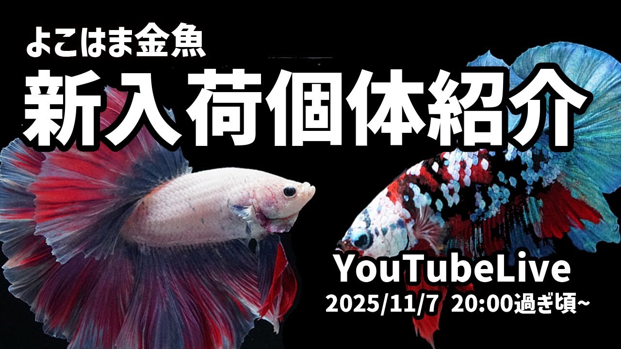 再接続！11/5新入荷個体ライブ販売 - YouTube