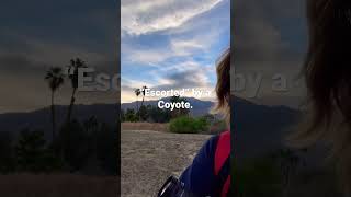 How coyotes “escort” people out of their territory.