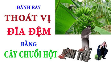 Chữa Bệnh Thoát Vị Đĩa Đệm Bằng Cây Chuối Hột