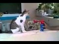 دق بوري قوي على القطه دق بوري قوي على القطه