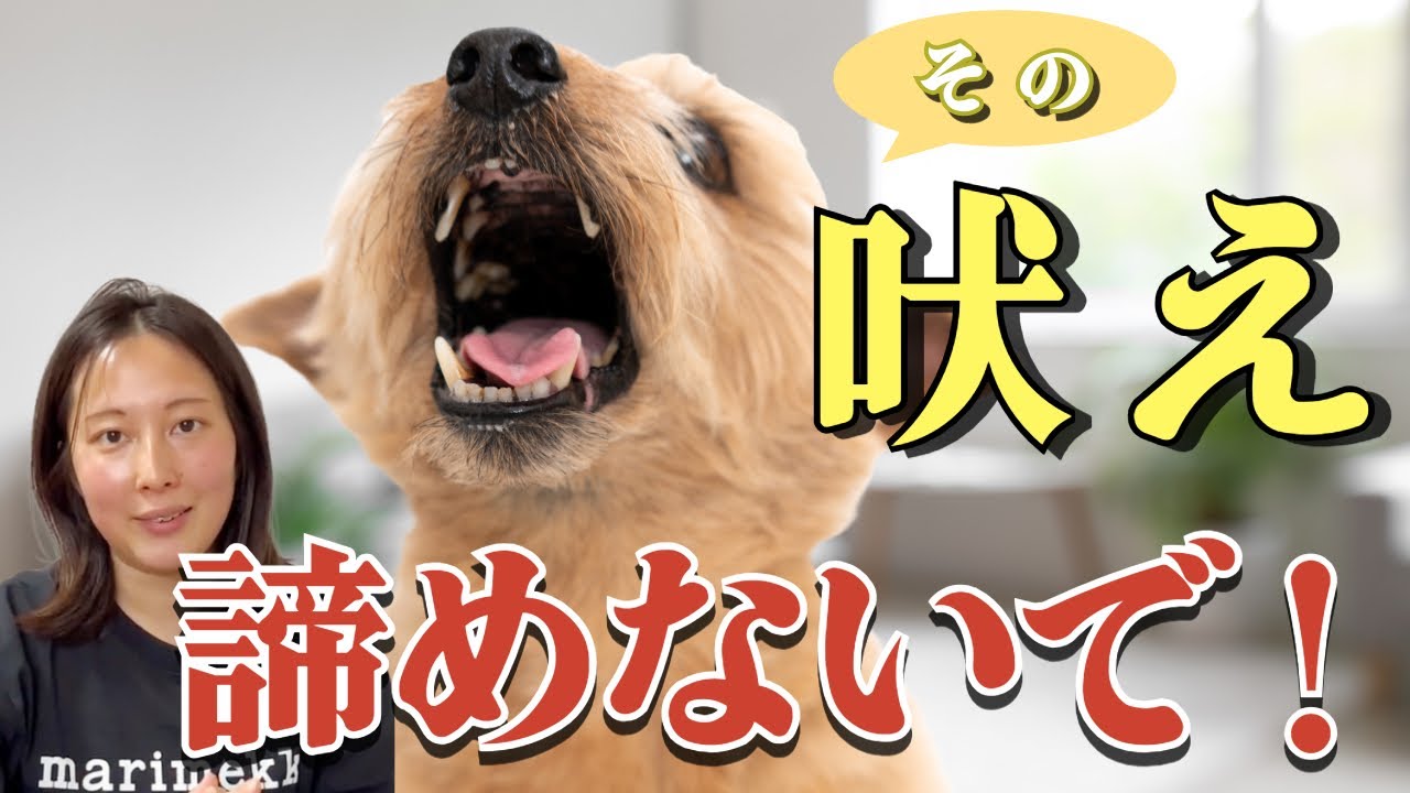 【吠え】が改善されないのはしつけ方法のせいかも！？あきらめないでこれ試してみて！