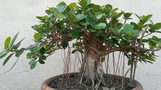 চায়না বট ।Ficus Microcrap,green island
