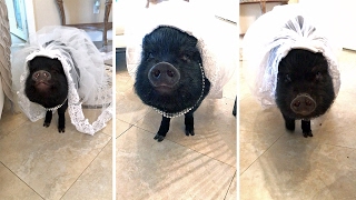 Adorable Pig Dresses As Blushing Bride Adorable Pig Dresses As Blushing Bride