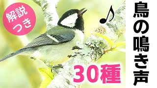 超入門！鳥の鳴き声30種【解説】