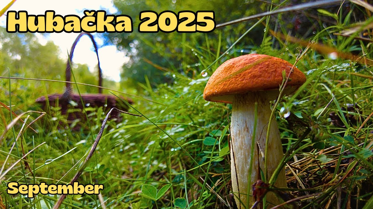 Hriby 2025 🍄‍🟫 prvá HUBAČKA dopadla....odporúčam vám choďte.....🌳