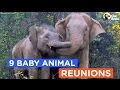 9 Animals Reunited With Their Babies: Animal Reunion Compilation | The Dodo Best Of