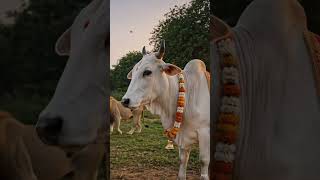 गौ माता और बछड़े का प्रेम कहानी ##gaumata #sorts #animal #love #video #edit#song #1million#emotional