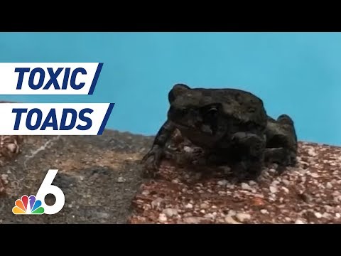 Toxic Toad Invasion in South Florida Neighborhood  | NBC 6