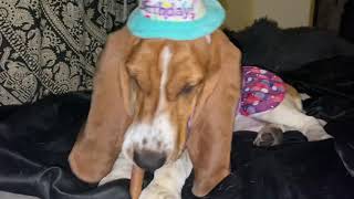 Basset turns 1 year old by Ceemoon the Basset Hound 1,984 views 2 years ago 1 minute, 51 seconds