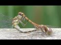 Dragonflies mating at Saltholme RSPB (I)