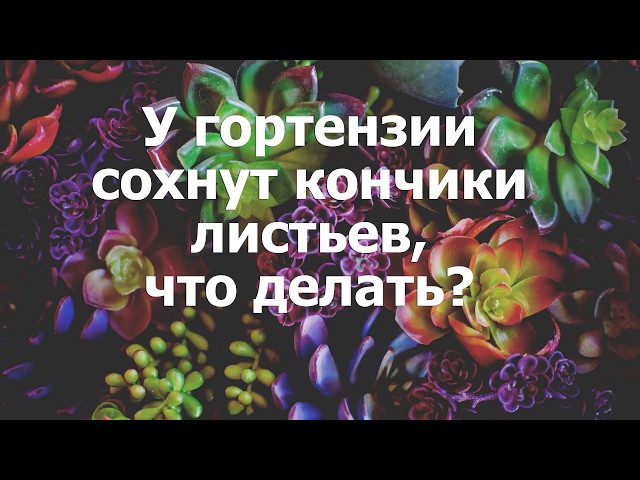 Почему у гортензии красные листья. Почему у гортензии красные листья