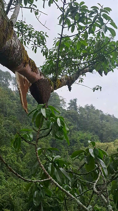 garing bos😭#asepmanap #maduhutan #apisdorsata #alam