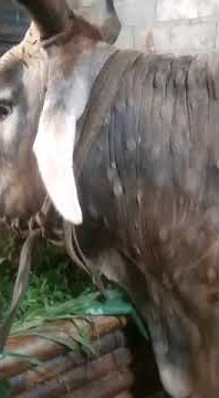 Cattle infected with lumpy skin disease in Indonesia, November 2022