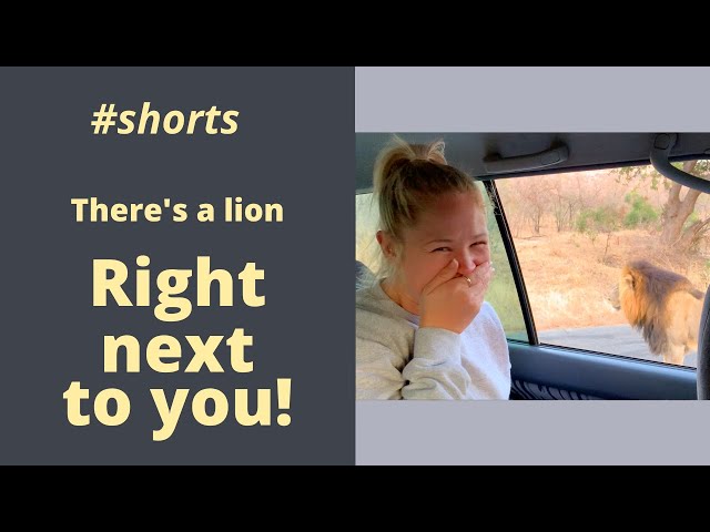 There's a lion RIGHT NEXT TO YOU!