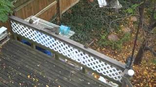 Squirrel feeder made from sand bath SQfeeder.AVI