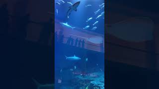 Dubai Aquarium travel explore new dubaiattractions travel shortstrending shorts