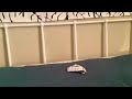 Spider on my bed #spiderdave