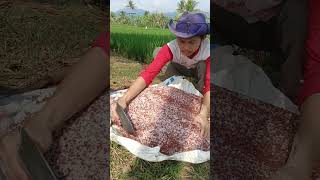 #news #beritaterkini #funny #sawah #farming #berkebun #farm #gardening #tips #shorts