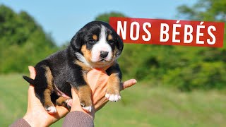 NAISSANCE bébé chiot Grand bouvier suisse et Bouviers Bernois mignons aux Joyeuses gambades !