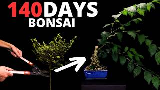 I Cut This Tree Down to a Stump and Turned It Into a Bonsai — and This Happened
