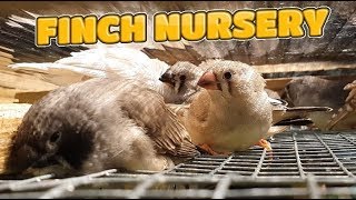 Famous My Aviaries Today - All Birds and Aviaries inc new Java Sparrows Net Worth