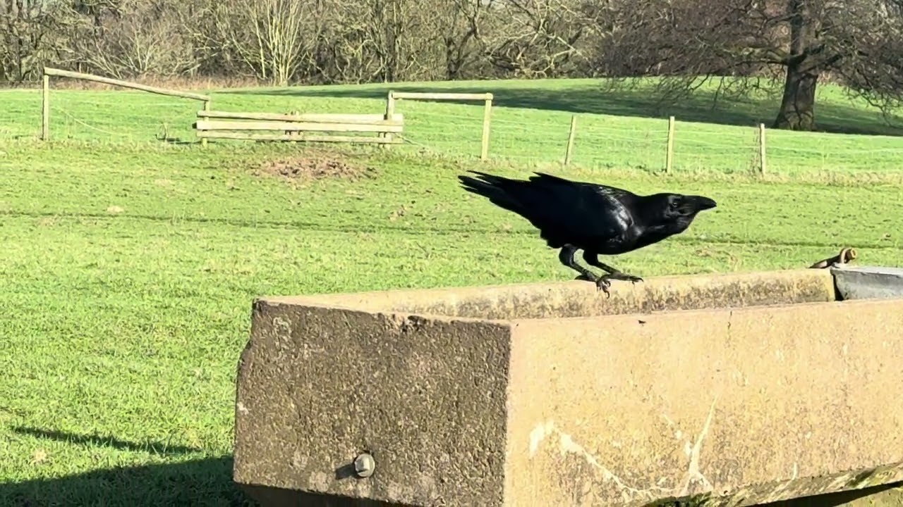 Today with the Ravens