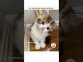 attitude girl #fypyoutube #fypシ゚viral #fun #catty ✨️🌸