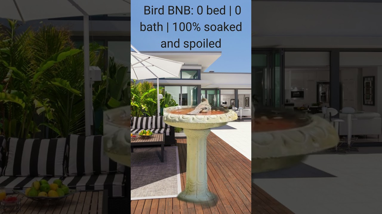 Birdbnb A Penthouse Soak Suite Experience