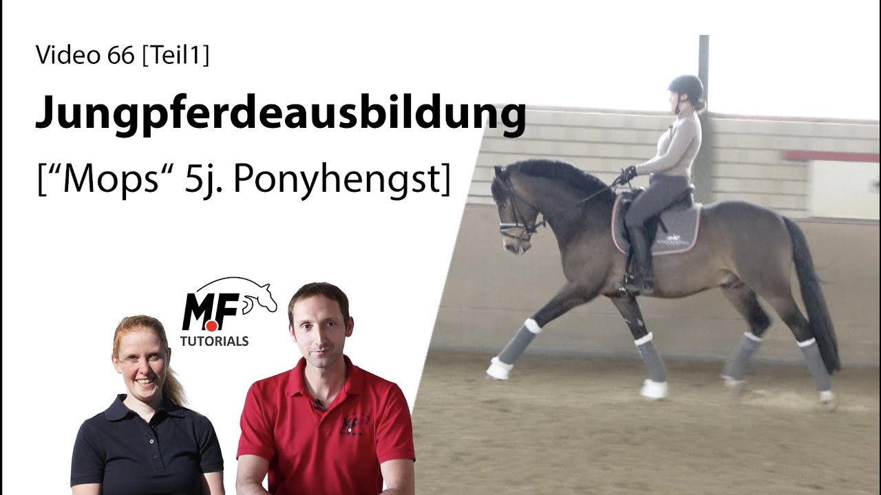 [66/1] Jungpferdeausbildung  