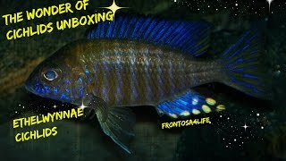 The Wonder Of Cichlids Unboxing Aulonocara Ethelwynnae Chitande Pea Cichlid