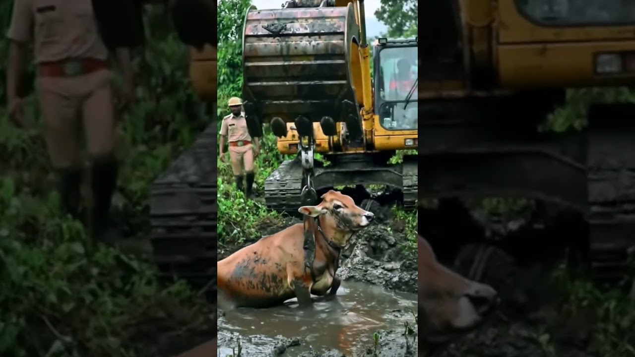Cow dangerous Mud Rescue | Farmers & Army Save Cow with JCB
