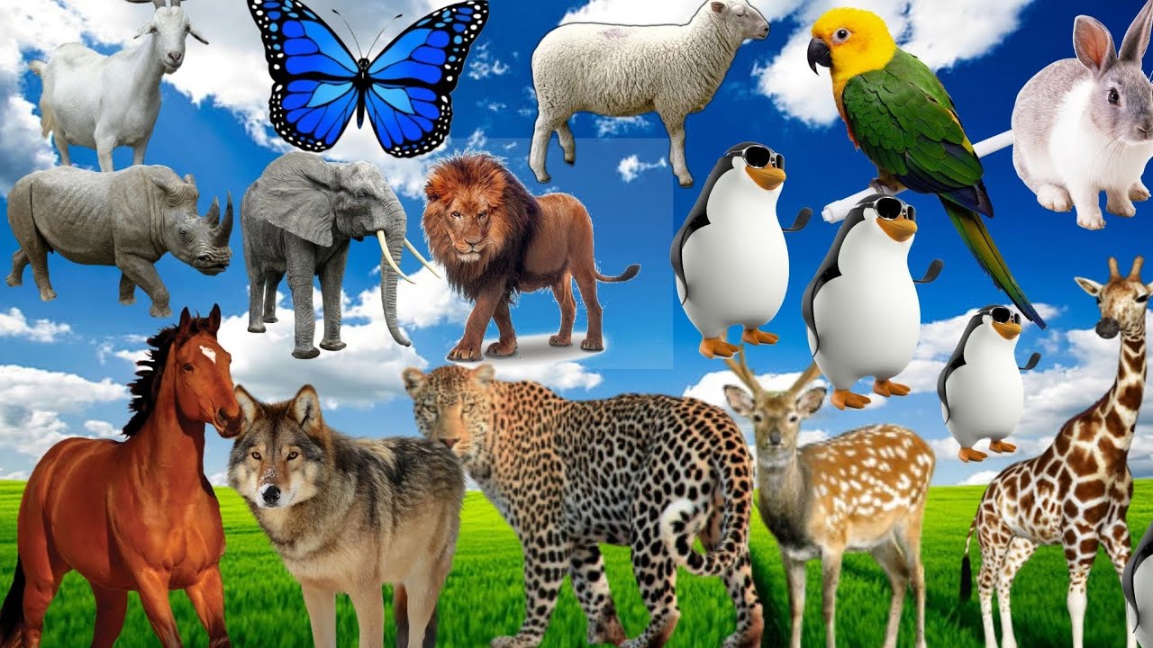Group of animals, Do you know funny animals?A lion,A cow,A dog,a wolf,interesting video of