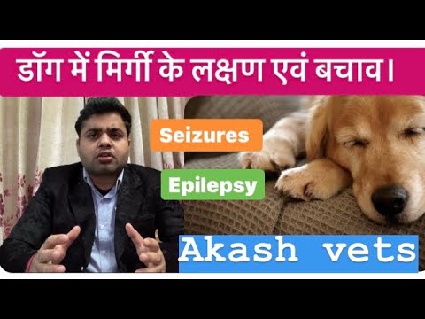 डॉग में मिर्गी के लक्षण एवं बचाव।                                 #Epilepsy in dogs