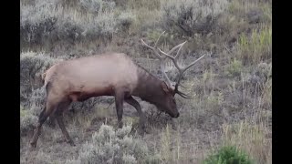 This Week in Fish and Wildlife: How you can weigh in on future hunting season districts and more