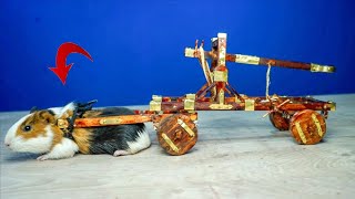 How to make a small catapult and combine it with a hamster - very funn /دمج منجنيق صغير معى الهامستر