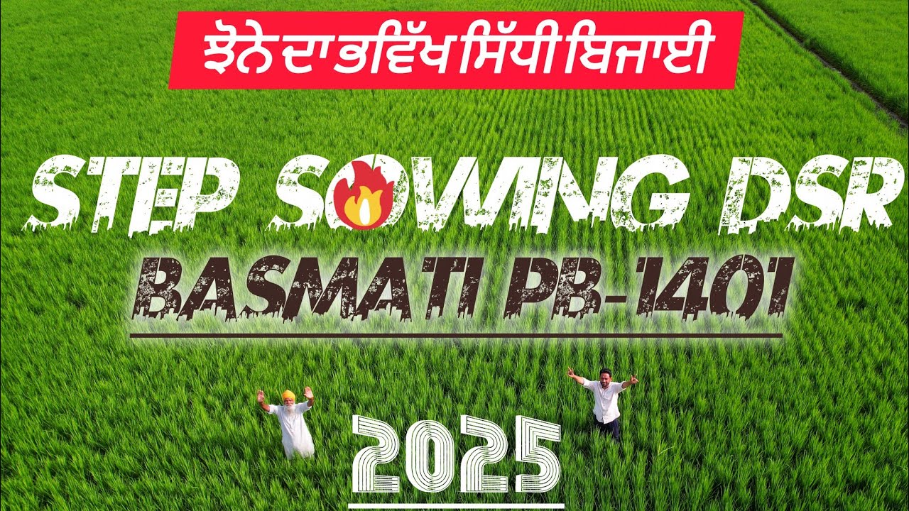 ਬਾਸਮਤੀ 1401 ਦੀ ਸਟੈਪ ਸਿੱਧੀ ਬਿਜਾਈ ਦਾ ਖੇਤ Step Sowing DSR of Pusa Basmati 1401