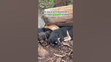 Please don’t scroll my engagement is too low a single comment can help my babies be safe🐶🐶💚💚💚💚