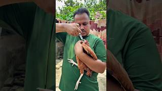 Keep Native Chickens Healthy for 12 Months Without Vaccines #DesiChicken #BackyardPoultry #chicken