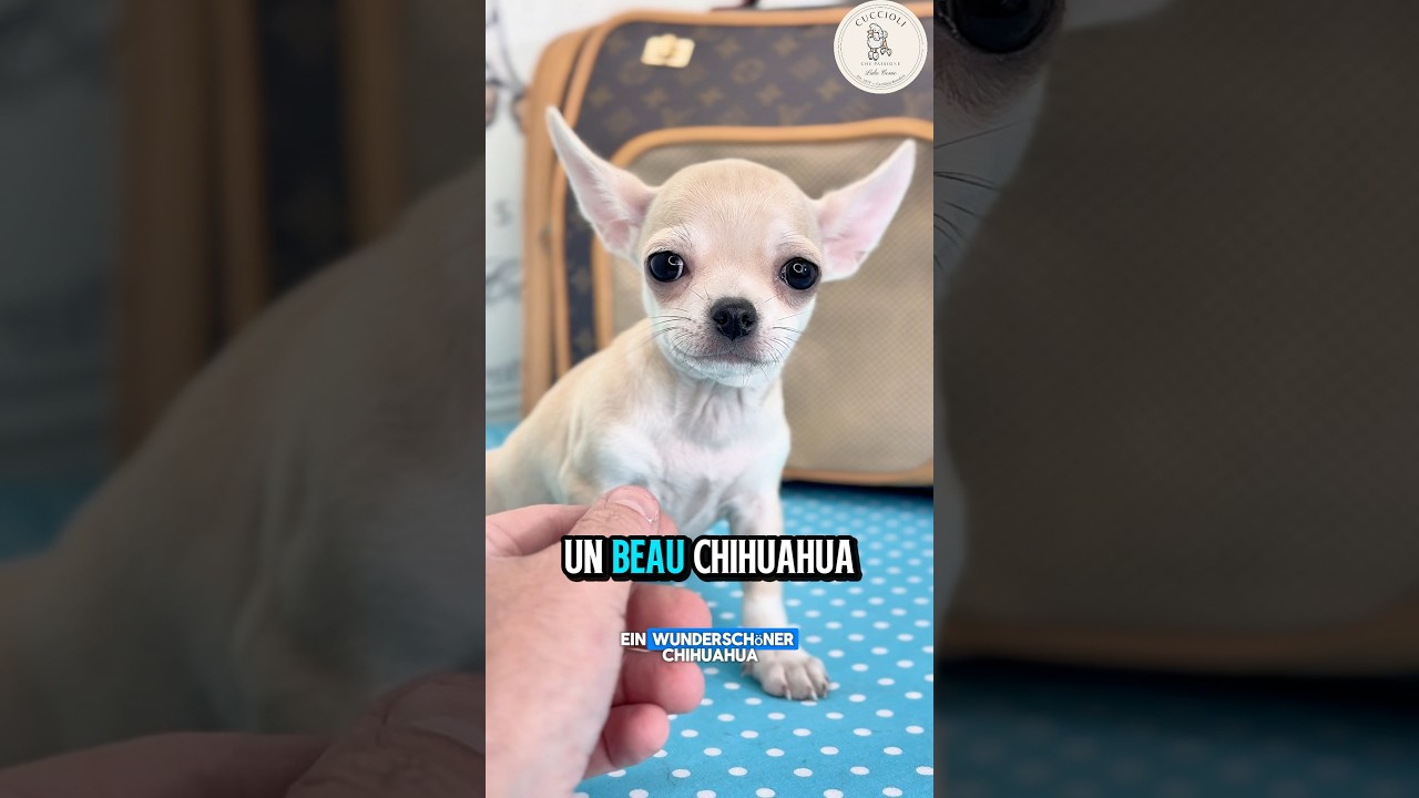 THOR – fenotipo prevalente CHIHUAHUA TOY