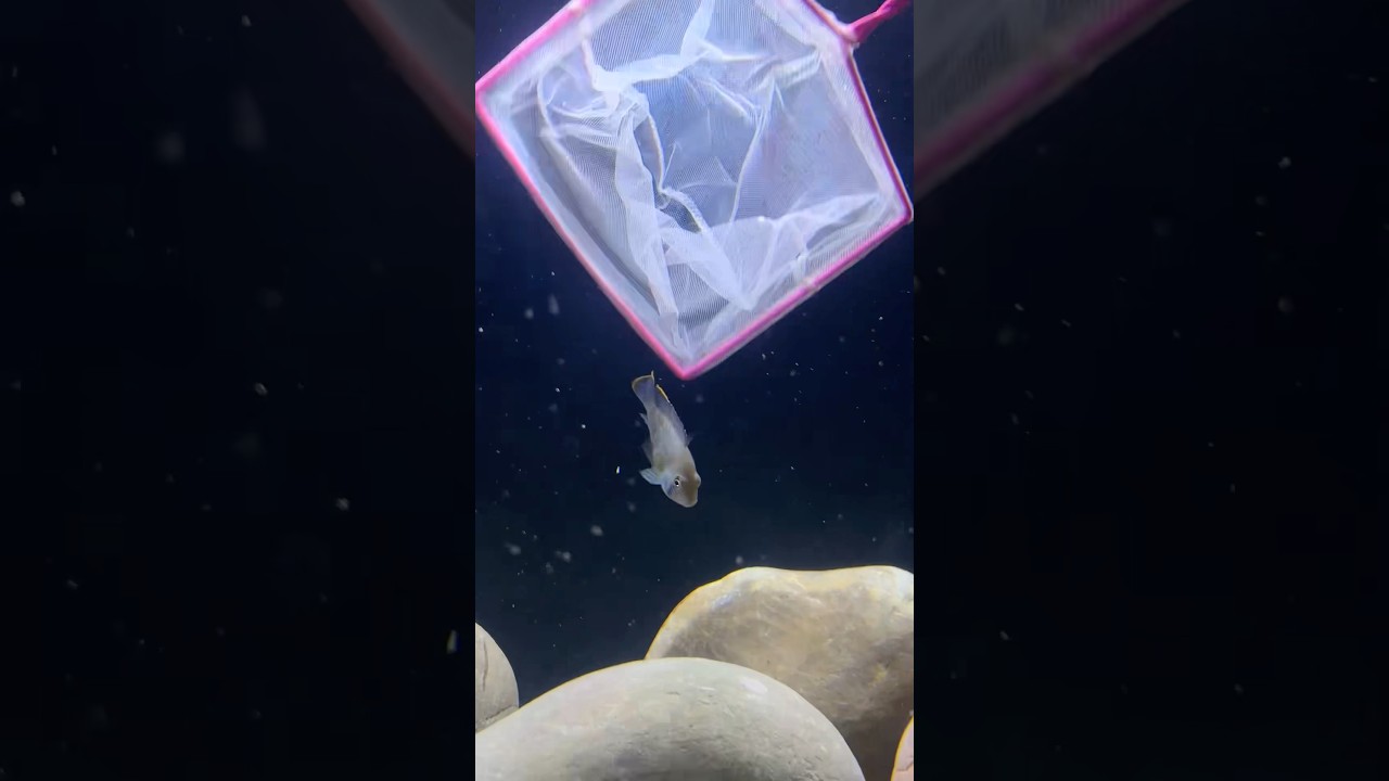 Got Green Terror and Oscar Fish for my 5ft Tank!