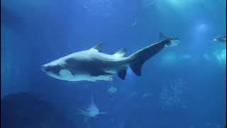 Download lagu Murotal For Kids 1/2 Juz 30 Al Ghasiyah - An Nas: Underwater Sea Life #muhammadthahaaljunayd