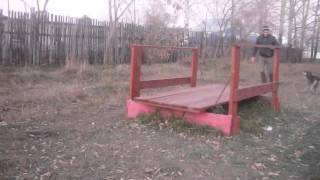 Лапа на полосе препятствий. Приют "Ласка", город Барнаул. Лапа на полосе препятствий. Приют "Ласка", город Барнаул.
