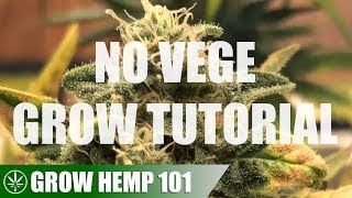 Skipping The Vegetative Stage Indoor Grow
