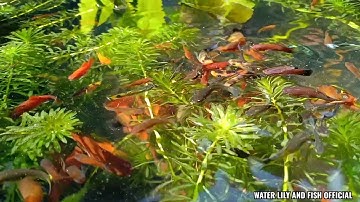 NGẮM CÁC LOẠI CÁ BẢY MÀU, CÁ KIẾM, CÁ MÚN, CÁ TRÂN CHÂU LAI TẠP NUÔI TRONG HỒ XI MĂNG