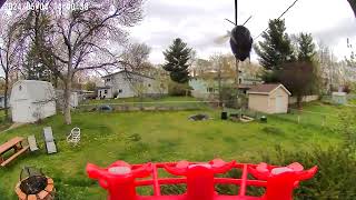 Bumblebee at Bird Feeder Cam