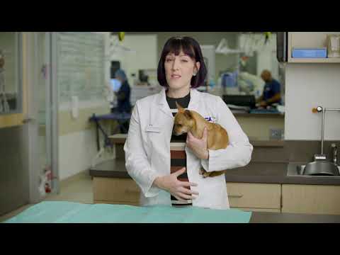 Video: Are Your Dog Need A Dental - Februarie Este Luna Sănătății Dentare